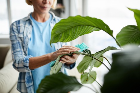 Cleaning leaves of houseplantの写真素材