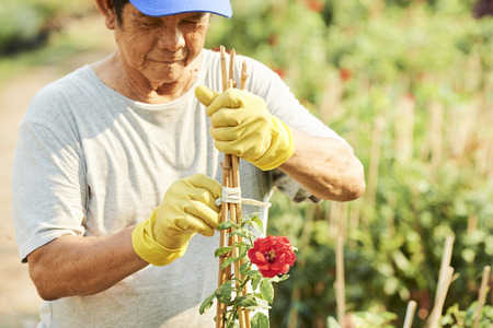 Gardener tying flowersの写真素材