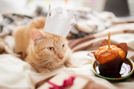 Cat Birthdayの写真素材