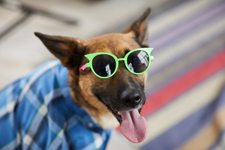 Summer Party Dogsの写真素材