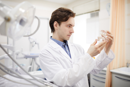 Dentist Holding Jaw Modelの写真素材