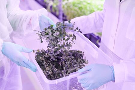 Close up of of two agricultural engineers caring for plants in nursery greenhouse lit by blue light,...
