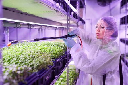 Portrait of female agricultural engineer spraying fertilizer while working in plant nursery greenhouse lit by blue light, copy spaceの写真素材
