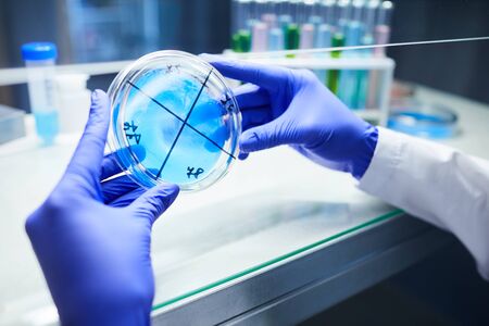 Close up of scientist with gloved hands holding petri dish while working on bio research in...