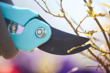 Side view close up of garden clippers cutting branches of trees and bushes outdoors, copy spaceの写真素材