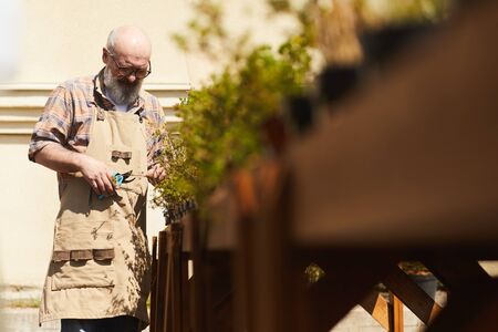 Waist up portrait of bearded senior man caring for plants while working in outdoor garden or...