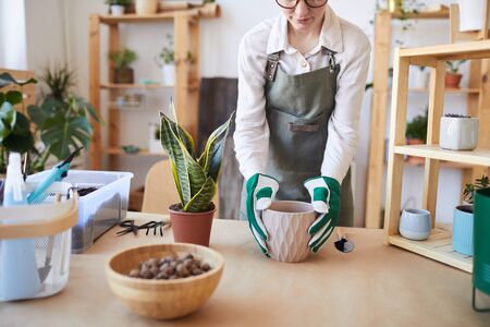 Cropped portrait of modern young woman potting plants while caring for home garden, copy spaceの写真素材