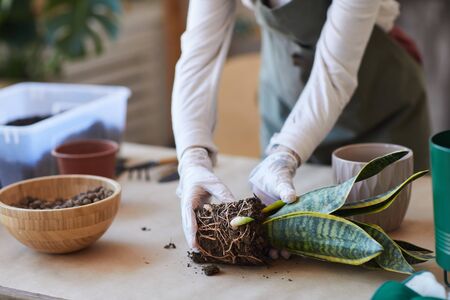 Close up of modern young woman potting plants while enjoying home gardening, copy spaceの写真素材