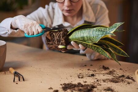Close up of young woman caring for dracaena snake plant while enjoying home gardening indoors, copy spaceの写真素材