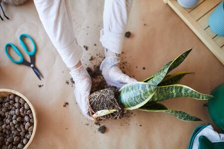 Top down view at unrecognizable young woman potting plants while enjoying home gardening, copy spaceの写真素材