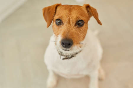 Minimal high angle portrait of Jack Russel Terrier dog looking at camera while sitting on floor at home, copy spaceの写真素材