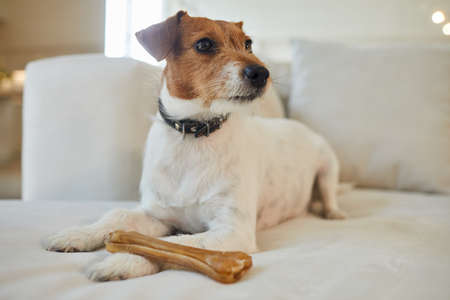 Full length portrait of female Jack Russel terrier dog lying on white couch with treat bone and looking away in home interior, copy spaceの写真素材
