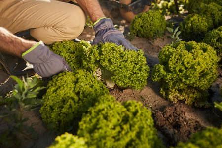 Close up of unrecognizable male worker picking broccoli while harvesting at vegetable plantation outdoors, copy spaceの写真素材