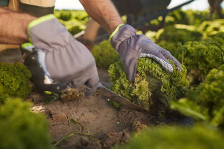 Extreme closeup of unrecognizable male worker cutting broccoli during harvest at vegetable...