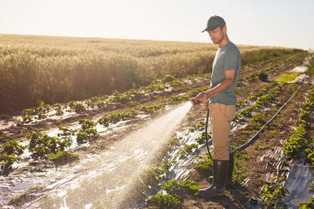 Side view at young male worker watering crops at vegetable plantation outdoors lit by sunlight, copy...