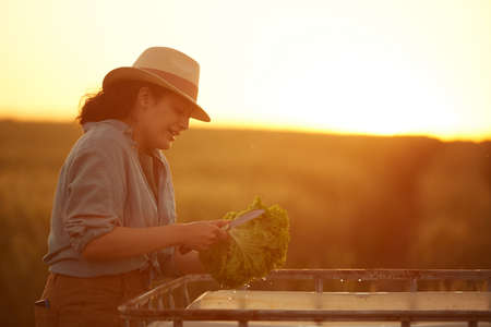 Side view portrait of smiling female farmer cutting and washing vegetables while gathering harvest at field in golden sunset light, copy spaceの写真素材