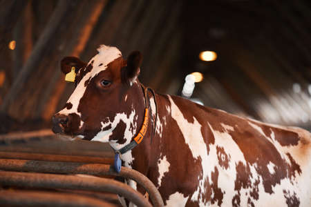 Portrait of beautiful spotted cow looking away while standing in cowshed at organic dairy farm, copy spaceの写真素材