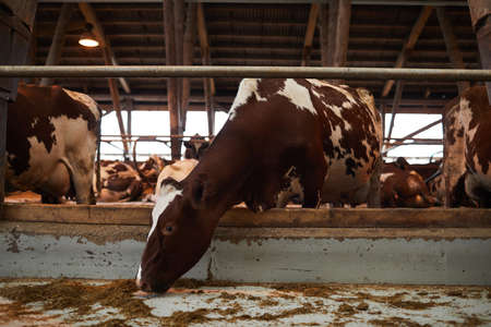 Full length portrait of beautiful healthy cow eating hay while standing in animal pen at dairy farm,...
