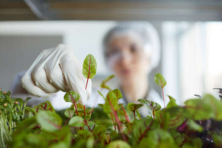 Close up of unrecognizable female scientist examining plant samples while working in biotechnology lab, copy spaceの写真素材