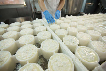 Background image of female worker forming cheese quark at dairy department of industrial food factory, copy spaceの写真素材