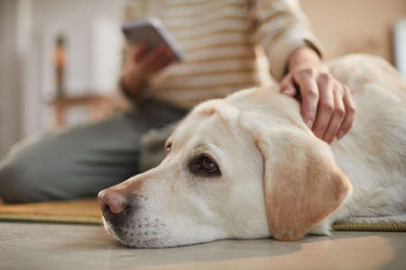 Side view close up of white labrador dog lying on floor in cozy home interior with loving female owner petting him, copy spaceの写真素材
