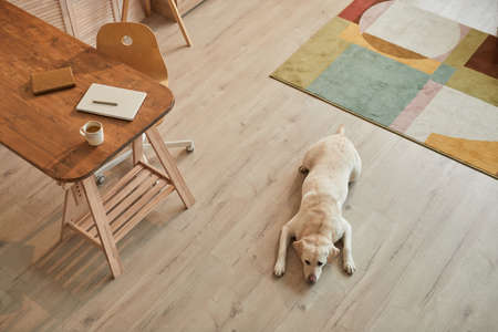 Warm toned high angle view at white Labrador dog lying on floor and waiting for owner in modern home...