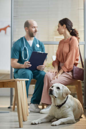 Vertical full length portrait of white Labrador dog waiting at vet clinic with young woman talking to veterinarian in backgroundの写真素材
