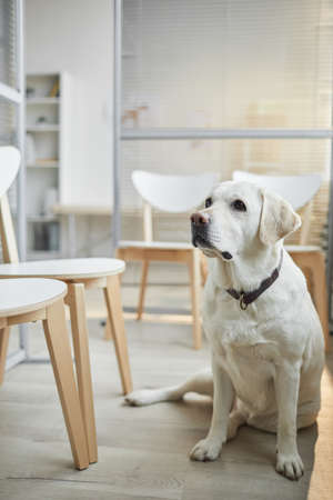 Vertical full length portrait of white Labrador dog waiting at vet clinic with curious expression, copy spaceの写真素材