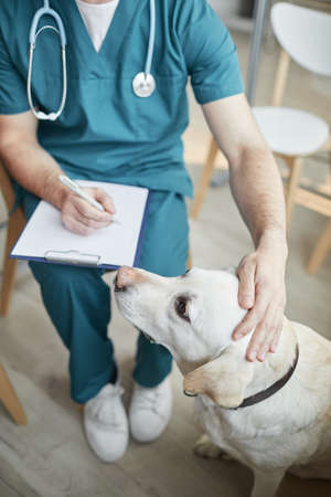 High angle view at white Labrador dog at vet clinic with male veterinarian stroking his head, copy spaceの写真素材