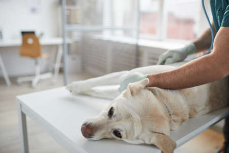High angle portrait of white Labrador dog lying on examination table in vet clinic with...