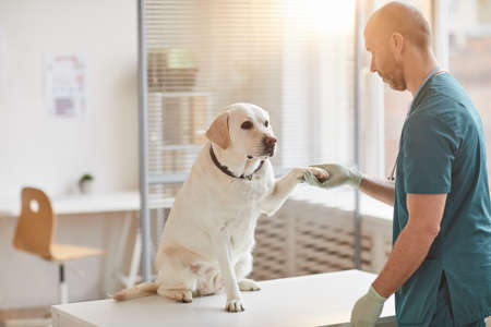 Full length portrait of white Labrador dog giving paw to veterinarian at vet clinic lit by sunlight,...