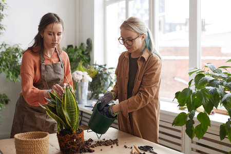 Portrait of two female florists potting plants while working in flower shop, copy spaceの写真素材