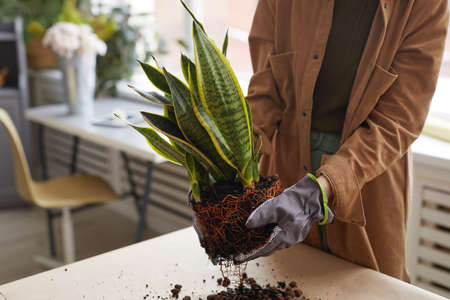 Close up of unrecognizable young woman potting plants while gardening or working in flower shop, copy spaceの写真素材