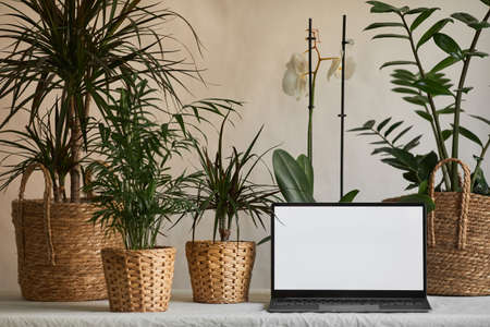 Background image of opened laptop with blank white screen on desk decorated with green plants in eco wicker baskets, copy spaceの写真素材