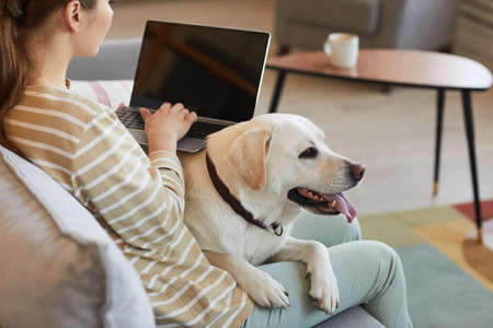 Portrait of big while dog lying in lap of young woman working from home and using laptop with blank screen, copy spaceの写真素材
