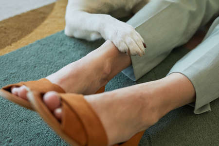 Close up of dog laying paw on human while sitting together on floor, copy spaceの写真素材