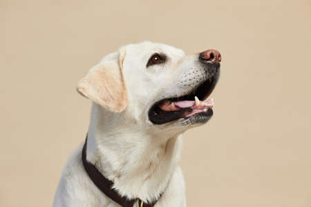 Minimal portrait of white Labrador dog looking up on neutral beige background, copy spaceの写真素材