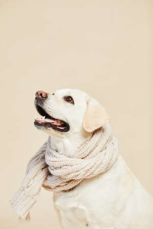 Minimal side view portrait of white Labrador dog wearing scarf and looking up on neutral beige background, copy spaceの写真素材