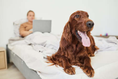 Portrait of long haired dog laying on bed and looking at camera with woman using laptop in background, copy spaceの写真素材