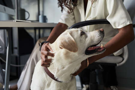 Close up of unrecognizable African-American woman petting dog while working in pet friendly office, copy spaceの写真素材