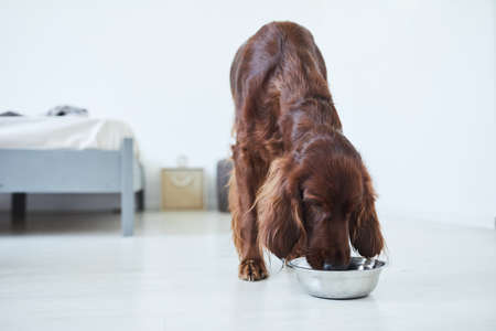 Full length portrait of Irish Setter dog eating dog food from metal bowl in home interior, copy spaceの写真素材