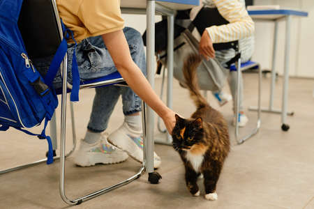 Cropped shot of child petting tabby cat in pet friendly school classroom, copy spaceの写真素材