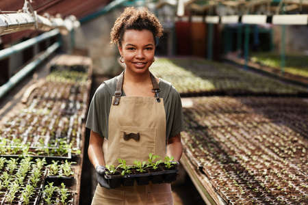 Young successful African-American female worker of hothouse holding set of small plastic containers with green seedlingsの写真素材