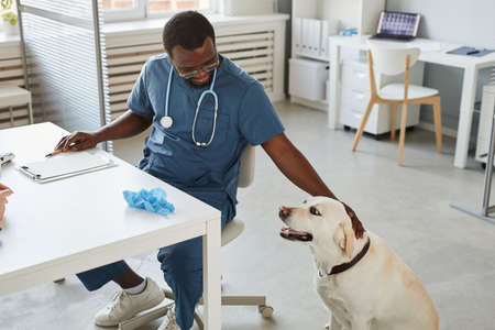 Happy young African-American veterinarian pampering head of labrador dog before medical check-up...
