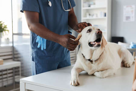 Young African-American veterinarian in blue uniform examining sick dog on table while standing in...