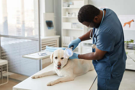 Young contemporary vet clinician in blue uniform examining sick domestic animal while looking at his ear through magnifying glassの写真素材