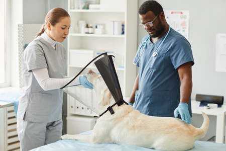 Young assistant looking at sick animal with collar funnel around neck while preparing dog for medical check-up and procedureの写真素材