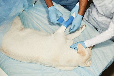 Gloved animal doctor and his assistant putting blue elastic bandage around injured dog paw while...