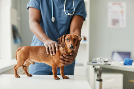 Hands of African-American male veterinarian touching cute sick purebred dachshund of brown color standing on medical tableの写真素材