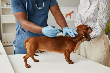 Pet owner comforting dachshund during medical analysis while veterinarian with pipette taking blood of sick animal for testの写真素材